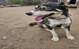 Mixed Breed dogs for adoption: ROCKY, a Lovely Boy - for a Loving Home - Image 1