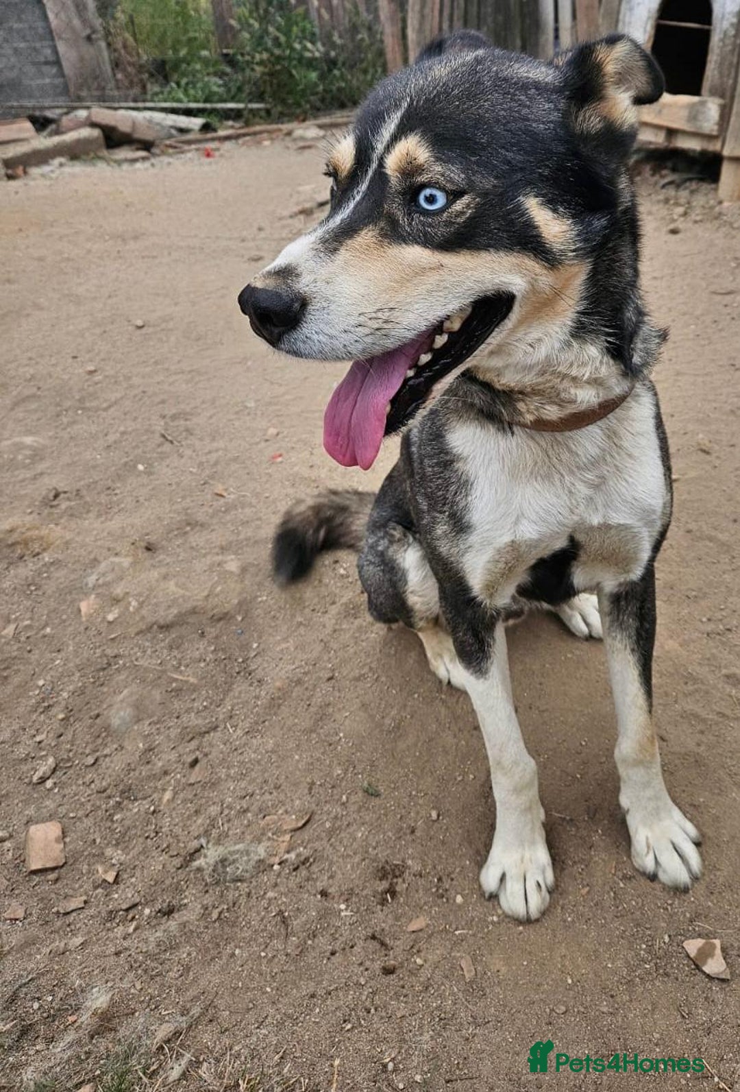Mixed Breed dogs for adoption: ROCKY, a Lovely Boy - for a Loving Home - Image 1