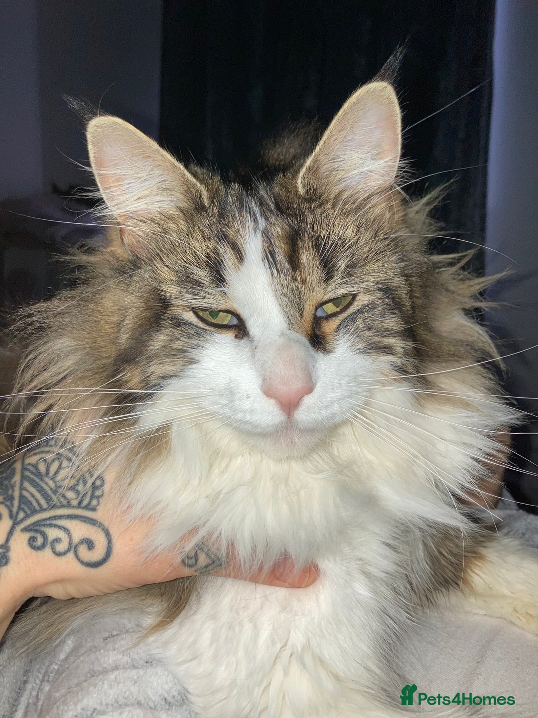 Maine Coon cats for sale: Pure bred Maine coon kittens. 4 males  - Image 7