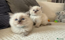 Ragdoll cats for sale: Stunning Bluepoint Ragdoll Kittens for sale - Image 13