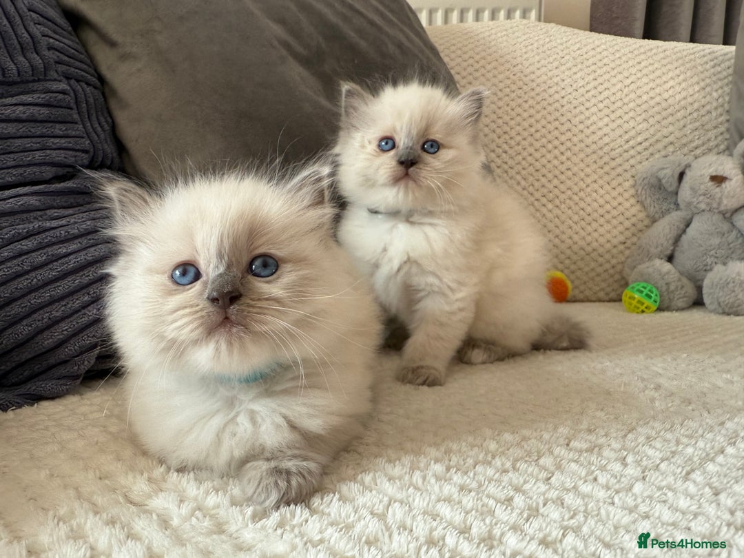 Ragdoll cats for sale: Stunning Bluepoint Ragdoll Kittens for sale - Image 13