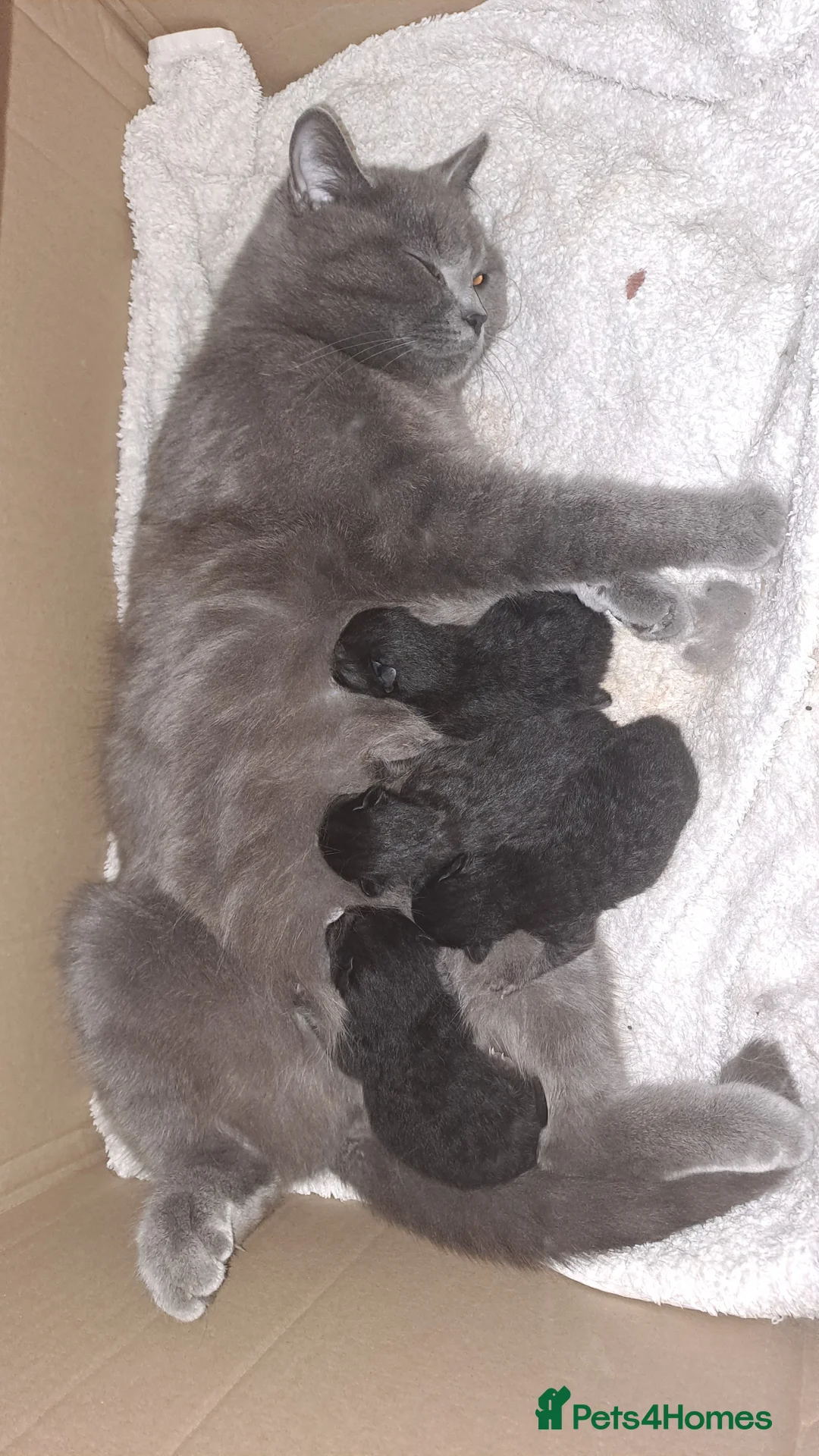 Mixed Breed cats for sale: Mixed breed British Shorthair Kittens - Advert 4