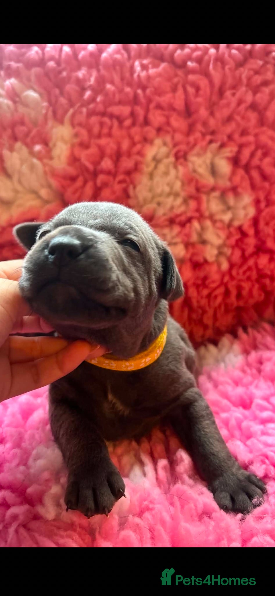 Staffordshire Bull Terrier dogs for sale: Top pedigree blue Staffordshire bull terriers in Glasgow - Advert 9