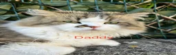 Persian cats for sale: Beautiful kittens  - Advert 10
