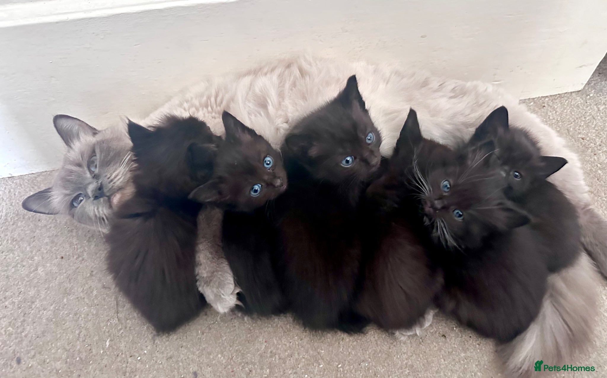 Ragdoll cats 6 Beautiful brown/black Ragdoll kittens X - Advert 2