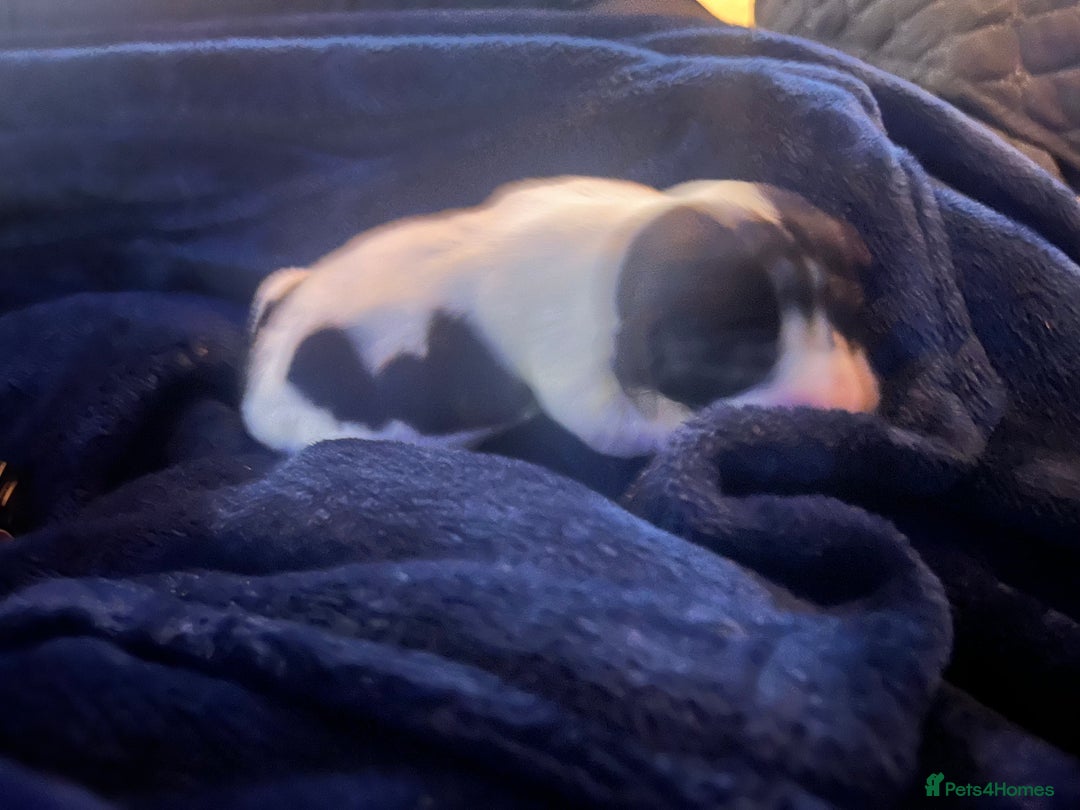 Cockalier dogs for sale: ‼️‼️Best ** grift ever‼️‼️ - Image 16