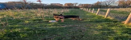 German Shepherd dogs for sale: Rocco in Leeds - Advert 5