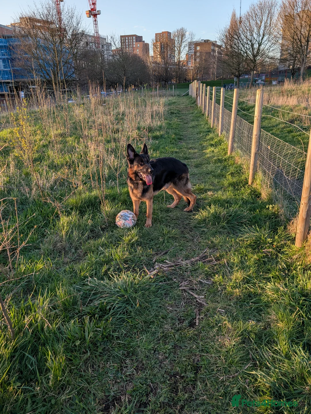 German Shepherd dogs for sale: Rocco in Leeds - Advert 5