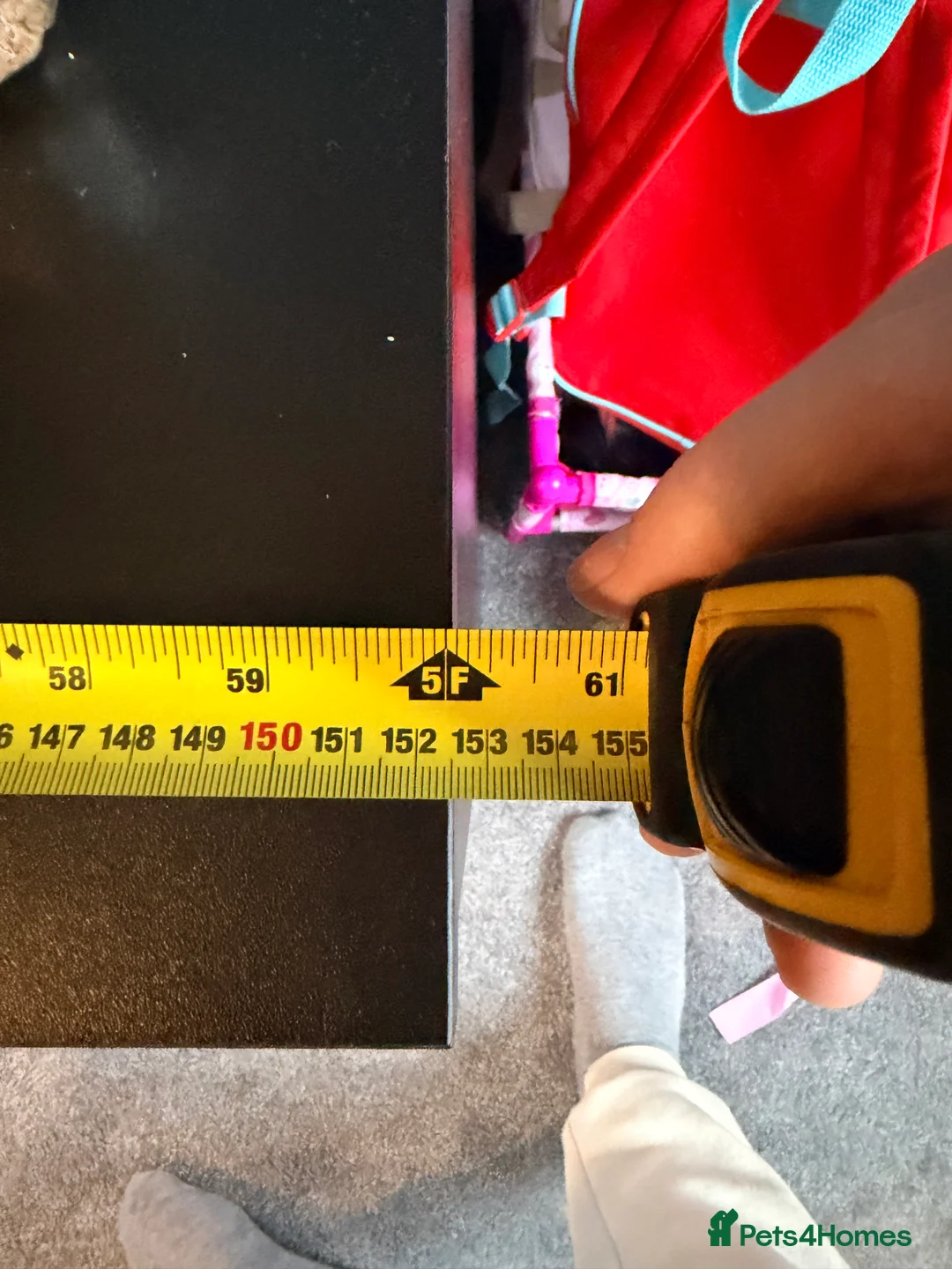 Bearded Dragon reptiles for sale: Bearded dragon  in Thame - Advert 7