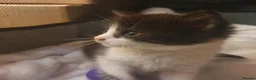Mixed Breed cats for sale: Adorable Tabby Girl and Black & white Boy  - Advert 12