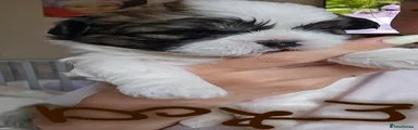 Shih Tzu 3