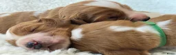 Welsh Springer Spaniel dogs for sale: KC Reg Welsh Springer Spaniels Fully Health Tested - Advert 3