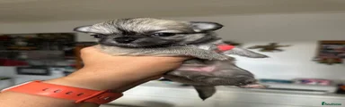 Chihuahua 5