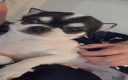 Chihuahua dogs for sale: Chihuahua Male 4years old  - Image 2