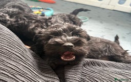 Miniature Schnauzer dogs for sale: health tested parents  - Image 18