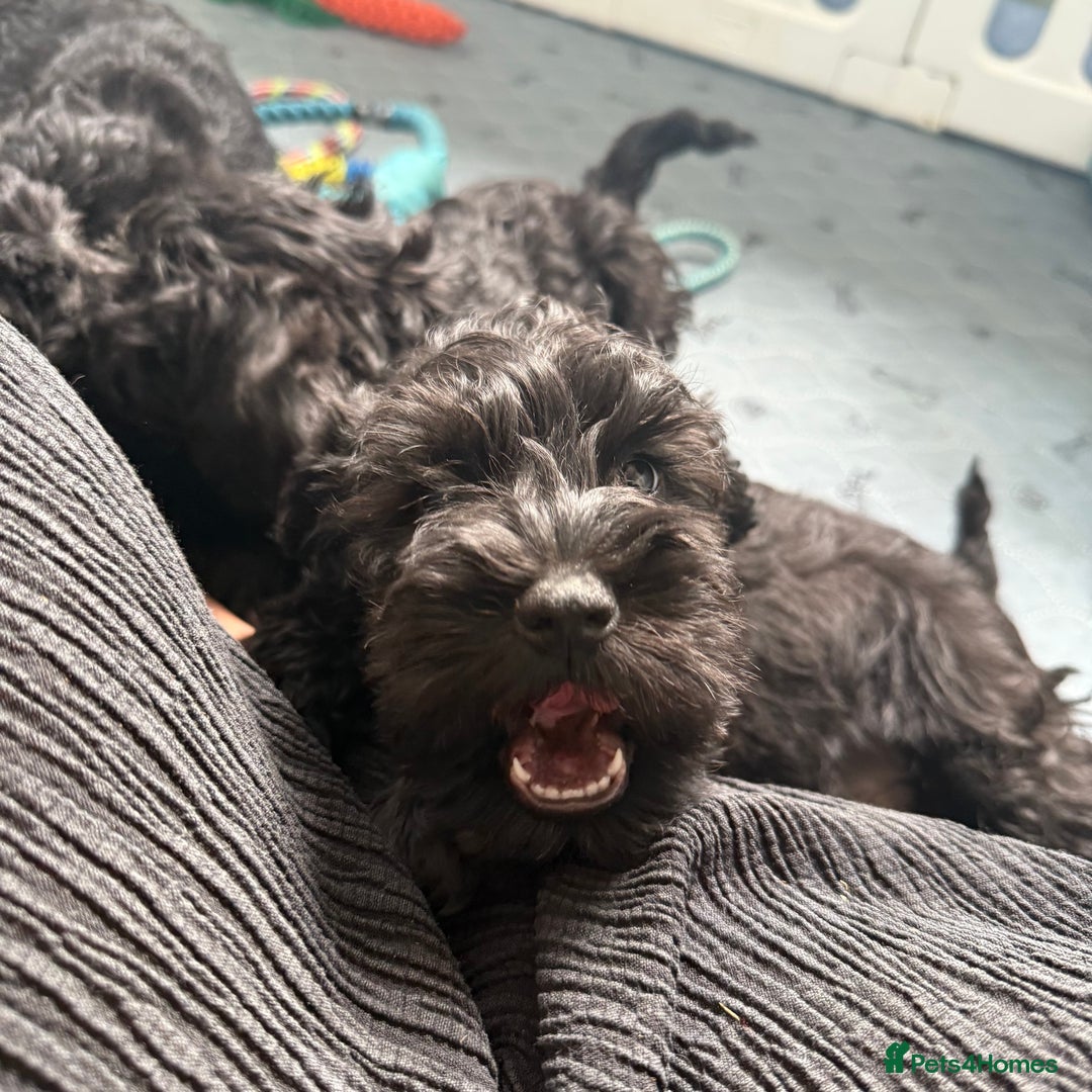 Miniature Schnauzer dogs for sale: health tested parents  - Image 18