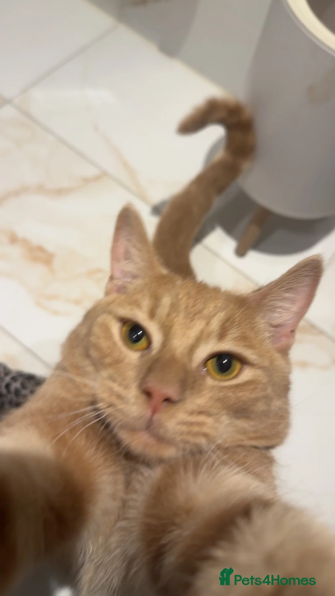 Mixed Breed cats for sale: Kitten  in Leeds - Advert 1