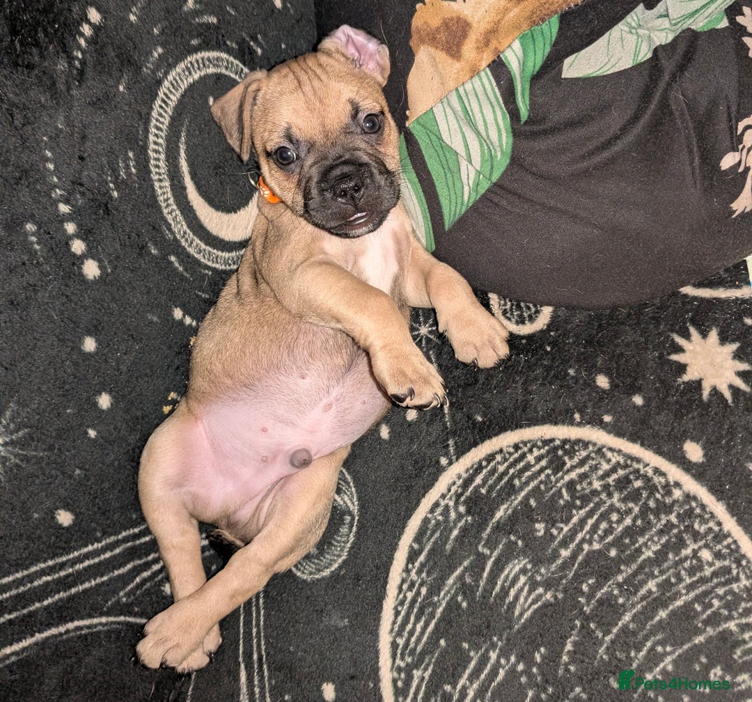 Mixed Breed dogs for sale: Little Boy Northern Ireland  - Advert 14