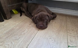 Cane Corso dogs for sale: Cane corso puppies  - Image 10