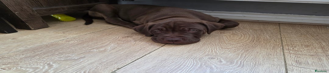 Cane Corso Puppy 1
