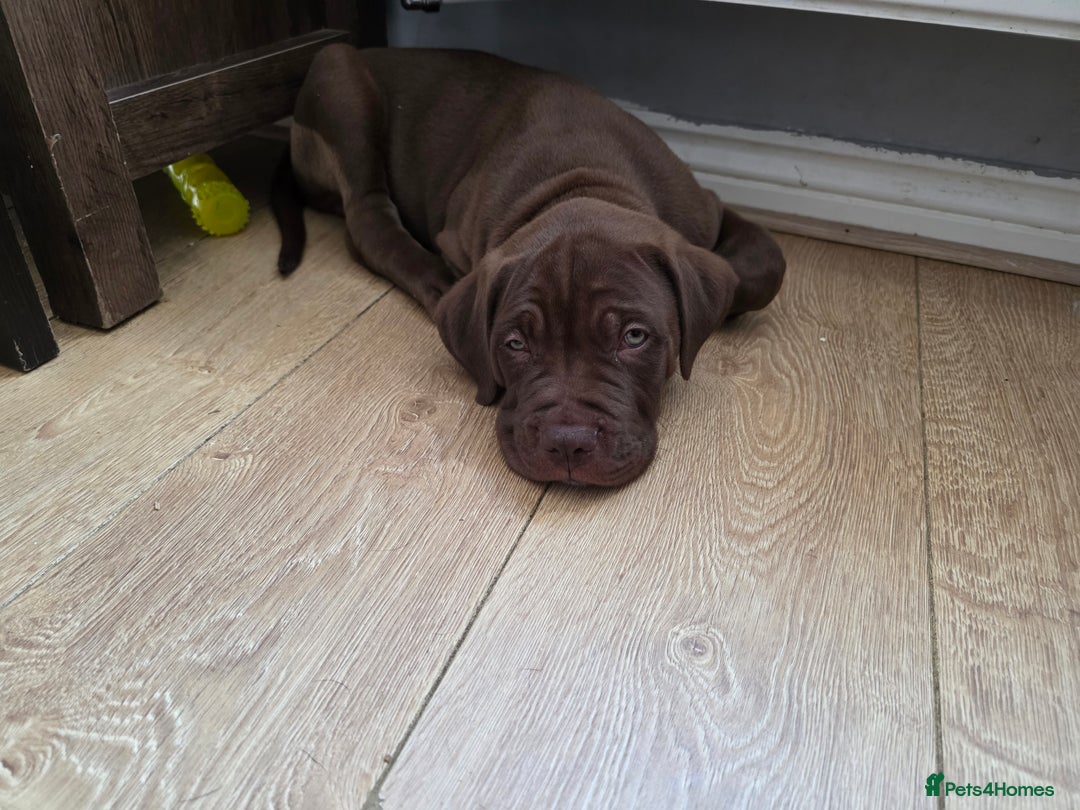Cane Corso dogs for sale: Cane corso puppies  - Image 10