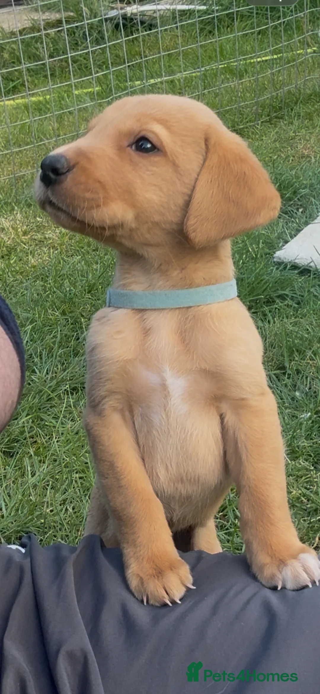 Labrador Retriever dogs for sale: 10/10 MALE PUP AVAILABLE WITH UNMATCHED PEDIGREE  - Advert 2