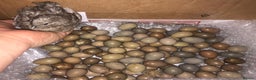 Quail poultry for sale: QUAIL EGGS/CHINESE PAINTED BUTTONS ! - Advert 1