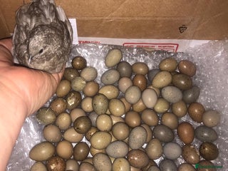 Quail poultry QUAIL EGGS/CHINESE PAINTED BUTTONS ! - Advert 1