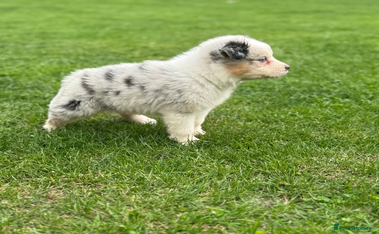 Australian Shepherd dogs - Advert 2
