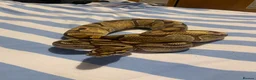 Python Snake reptiles for sale: Enchi pastel male - Advert 3