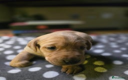Labrador Retriever dogs for sale: Beautiful Labradors. Ready in time for Christmas - Image 21