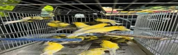 Canaries birds for sale: Canary for sale - Advert 4