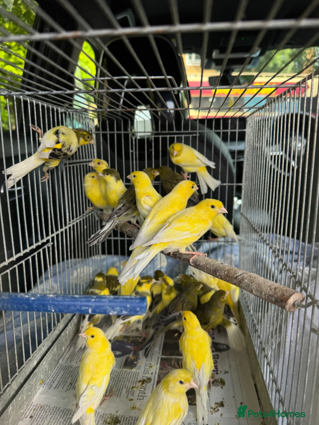 Canaries birds for sale: Canary for sale - Advert 4