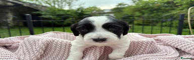 Sprocker Puppy 4