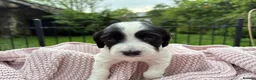 Sprocker dogs for sale: Beautiful F1 Working Line Sprocker Spaniel Puppies in Kendal - Advert 7