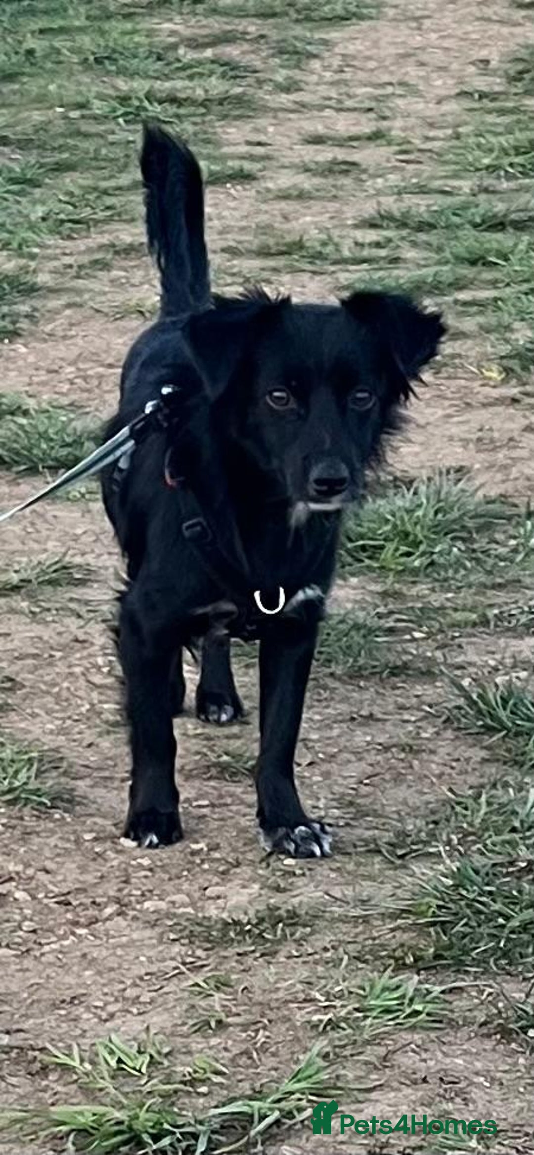 Mixed Breed dogs for adoption: This is our lovely Melanie - Image 8