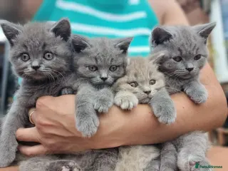 British Shorthair cats Amazing British Shorhair kittens for sale!!! - Advert 3