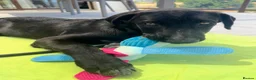 Mixed Breed dogs for adoption: Calm loving Chandler - Advert 8