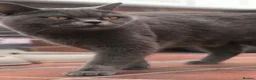 Scottish Fold cats for sale: Cute chocolate BSH X SCOTTISH FOLD - Advert 7