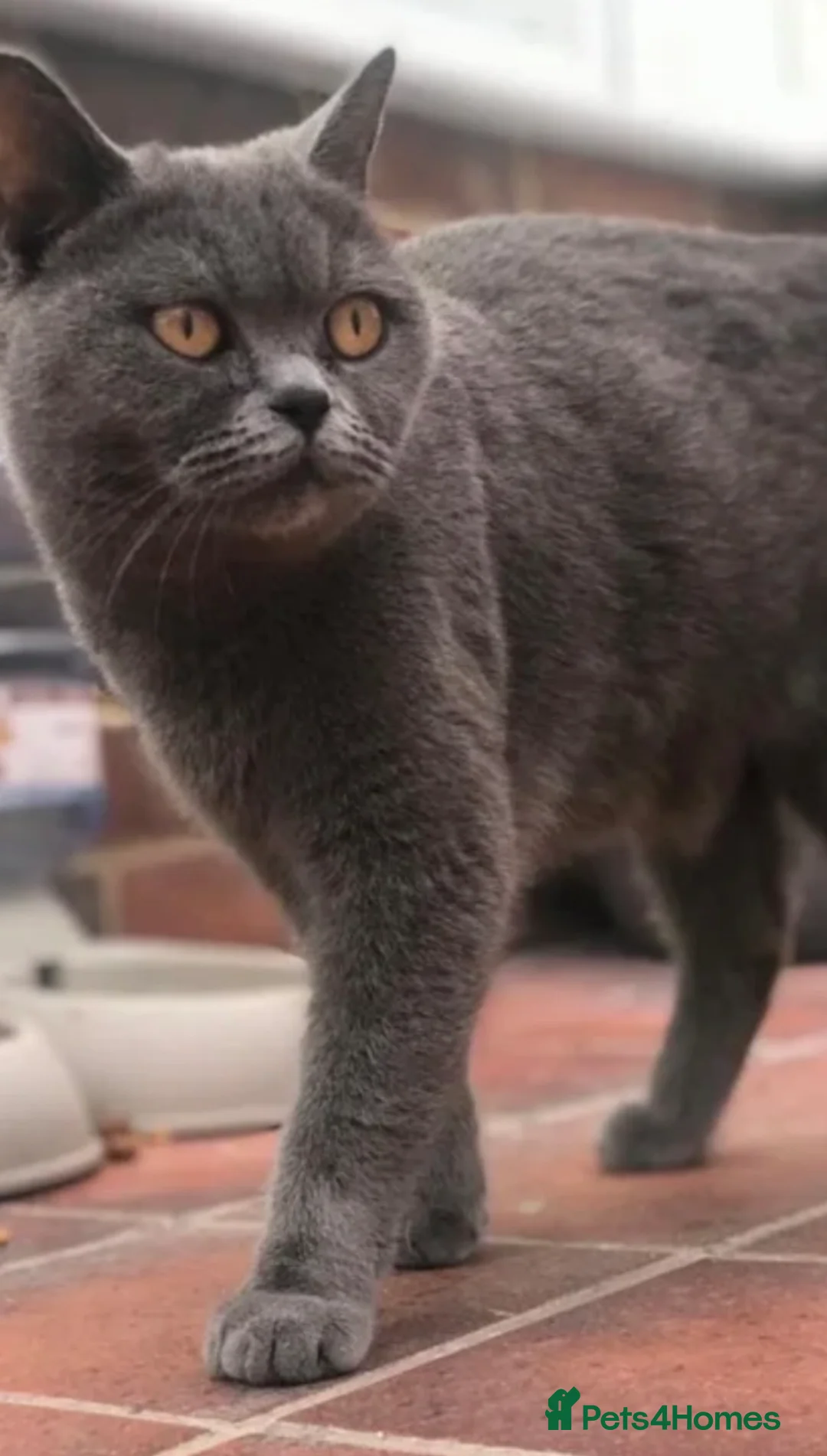 Scottish Fold cats for sale: Cute chocolate BSH X SCOTTISH FOLD - Advert 7