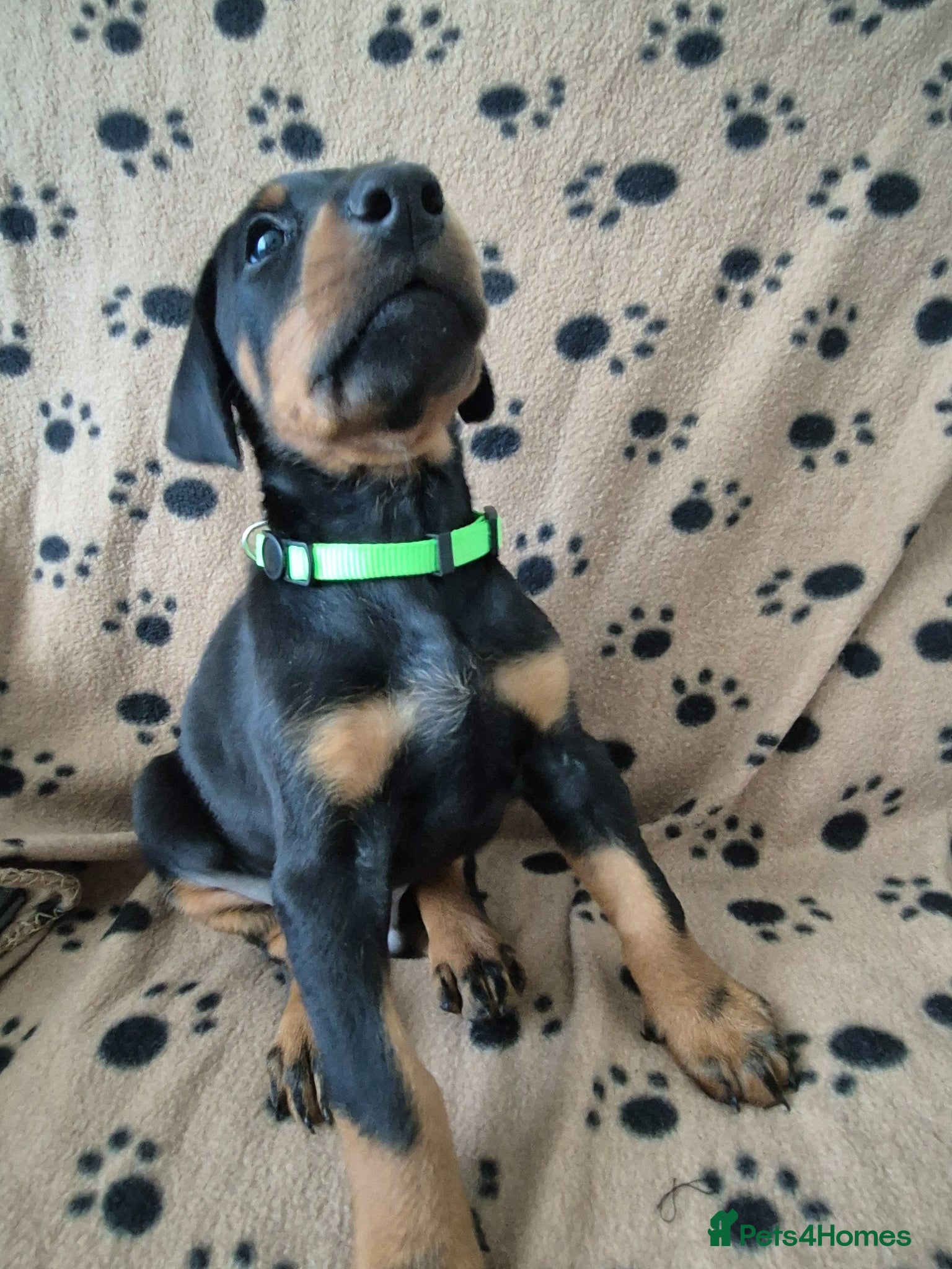 Dobermann dogs ⭐️⭐️⭐️⭐️⭐️ KC Reg European Dobermann puppies.  - Advert 4