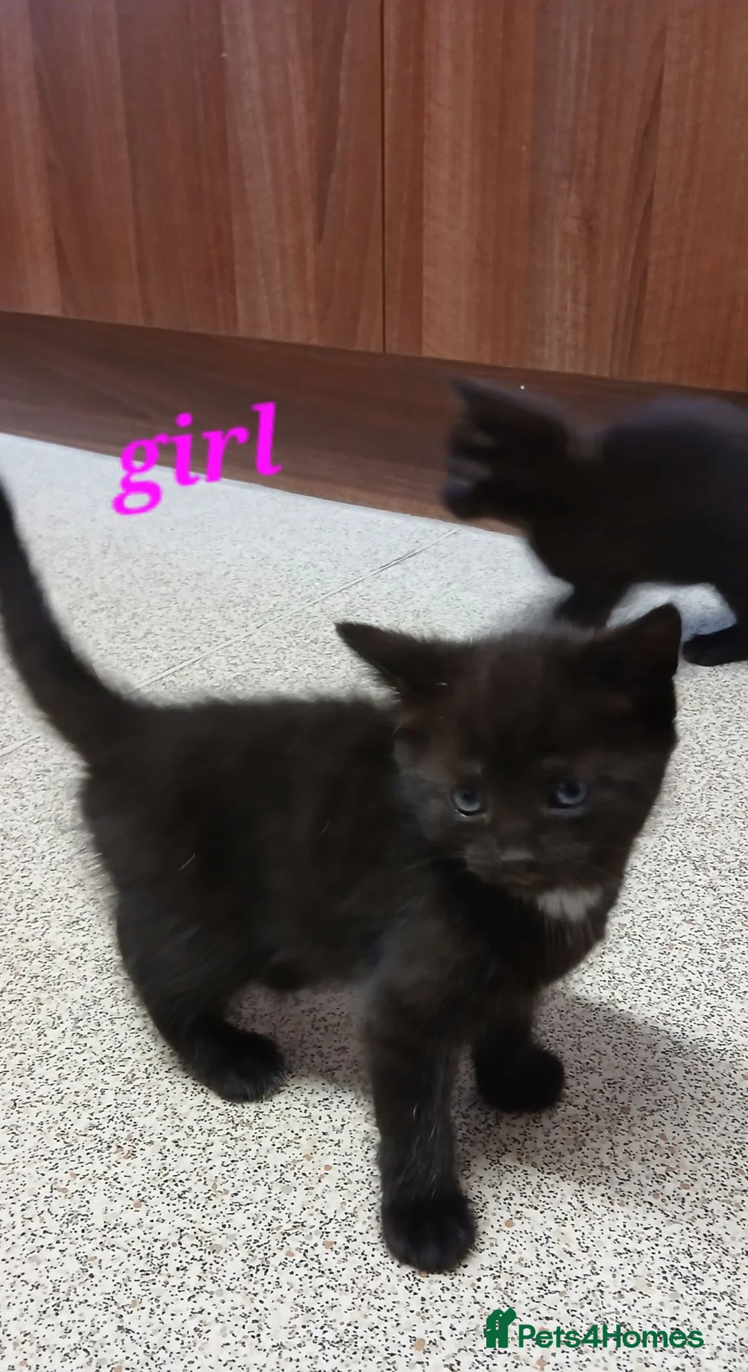 Mixed Breed cats for sale: Kittens  for sale  in Norwich - Advert 2