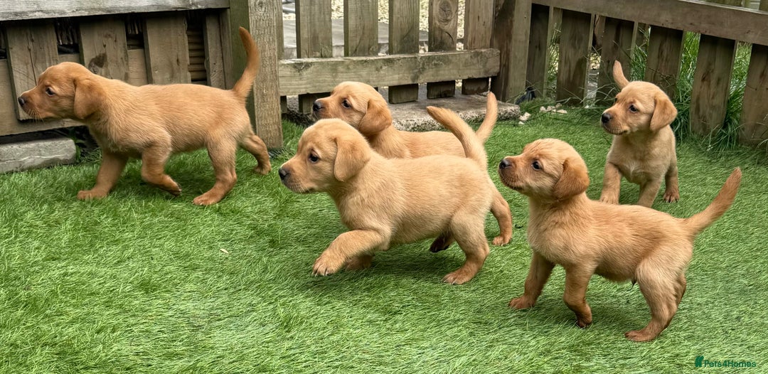 Labrador Retriever dogs for sale: Beautiful fox red Labrador pups - Image 17