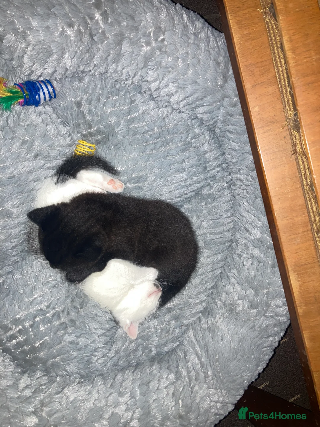 Mixed Breed cats for sale: Beautiful kittens ready to be sold together - Advert 11