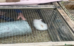 Lionhead rabbits for sale: 2 male left. 6 females  - Image 8