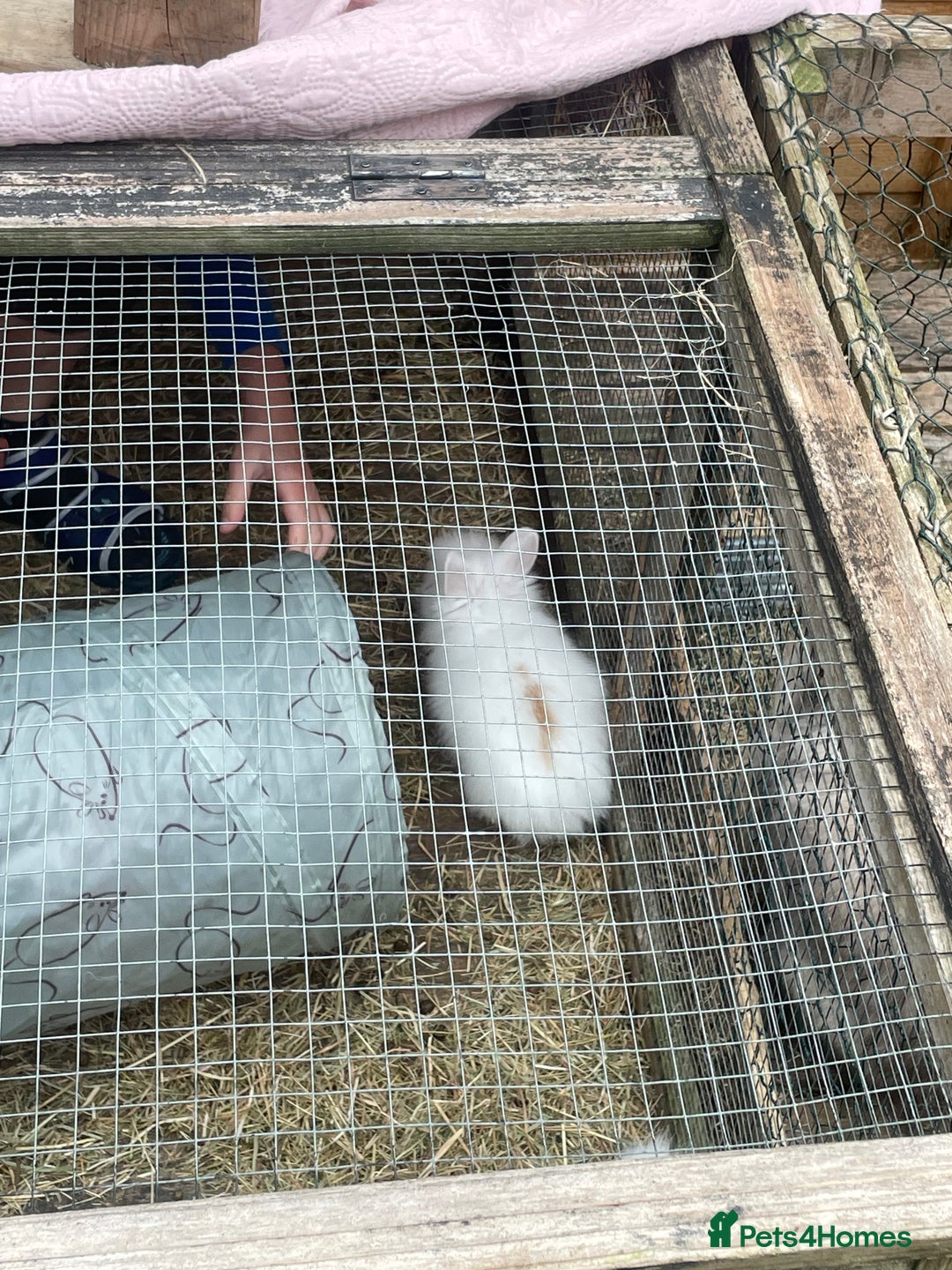 Lionhead rabbits for sale: 2 male left. 6 females  - Image 8