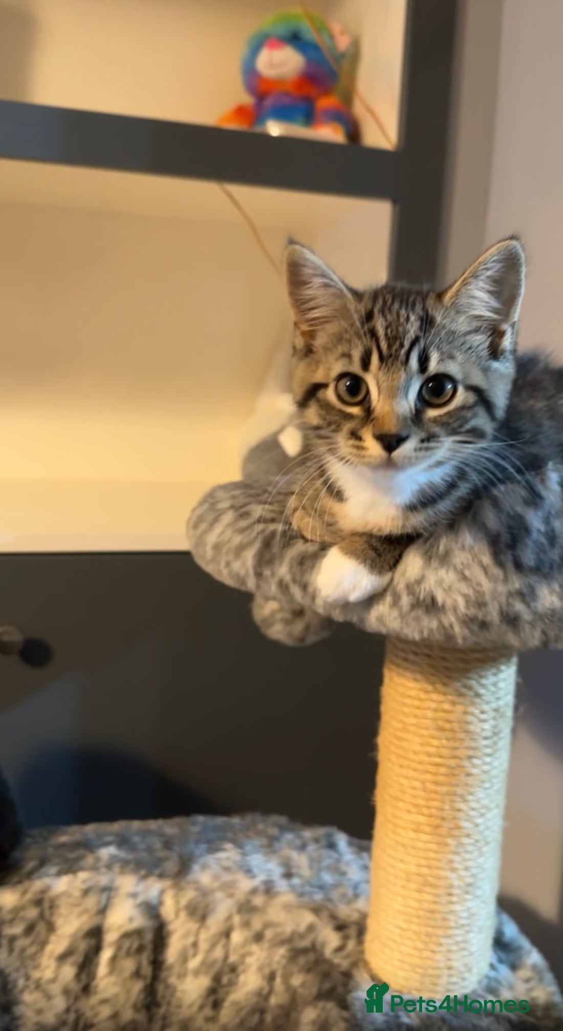 British Shorthair cats British shorthair kittens  - Advert 1