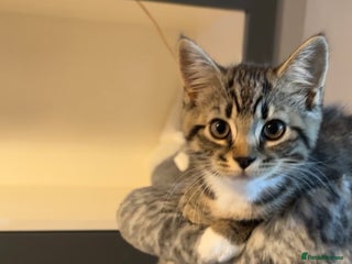 British Shorthair cats British shorthair kittens - Advert 1