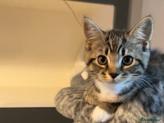 British Shorthair cats British shorthair kittens - Advert 7