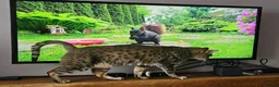 Savannah cats for sale: Stunning F4 Savannah Girl Seeking the Perfect Home - Advert 3